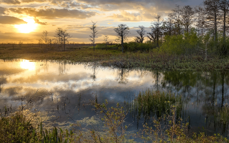 Big Cypress Bayou