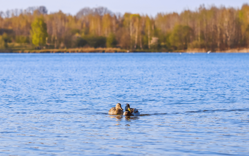 Best Places to Paddle Board in Creve Coeur Lake