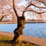 Best Places to Paddle Board in Washington, DC
