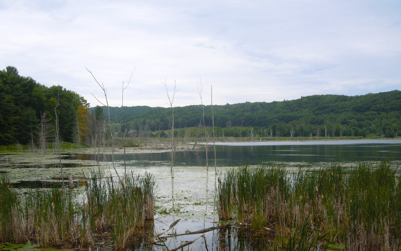 Duck Lake