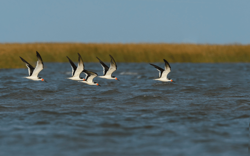 Bolivar Peninsula