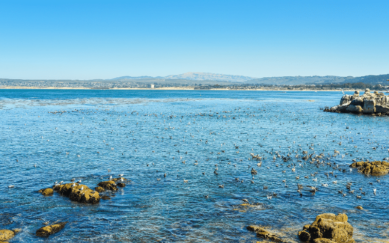 Monterey Bay