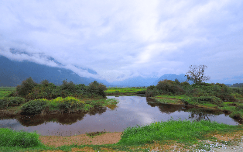 Grant Narrows Pitt Lake