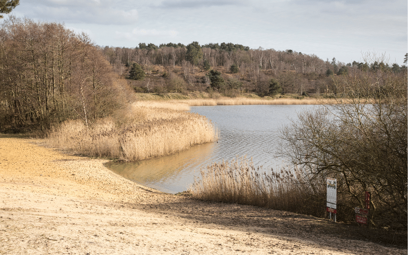 Frensham Great Pond