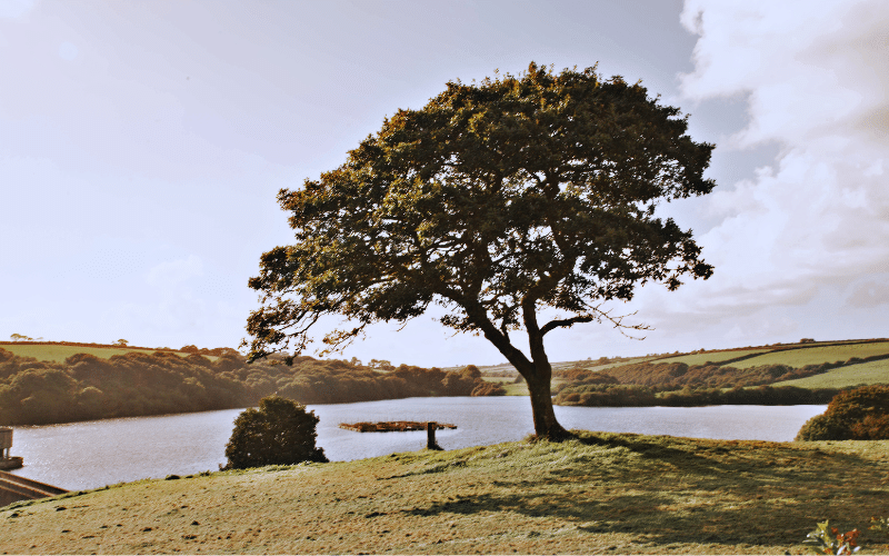 Lake Llys-y-Fran